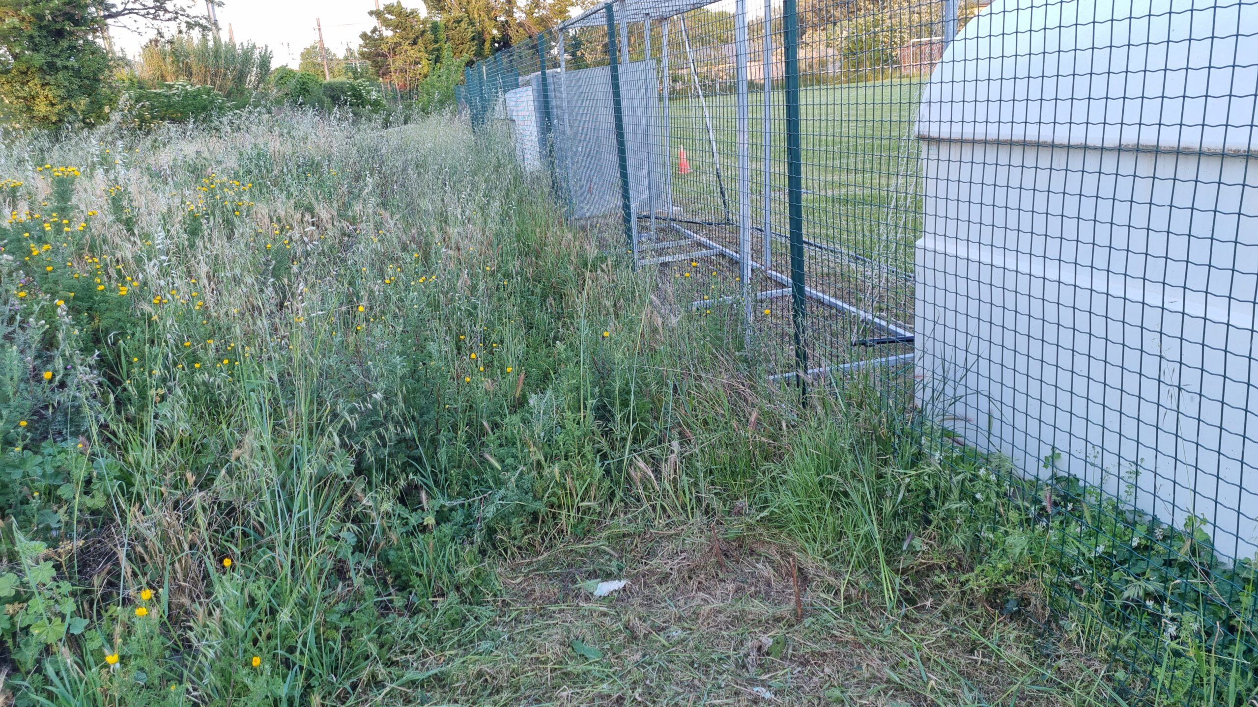 Végétation avant entretien